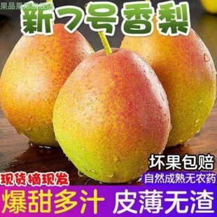 山东阳信媚梨新梨7号七号5斤新鲜水果红香酥梨香梨果园直发包邮