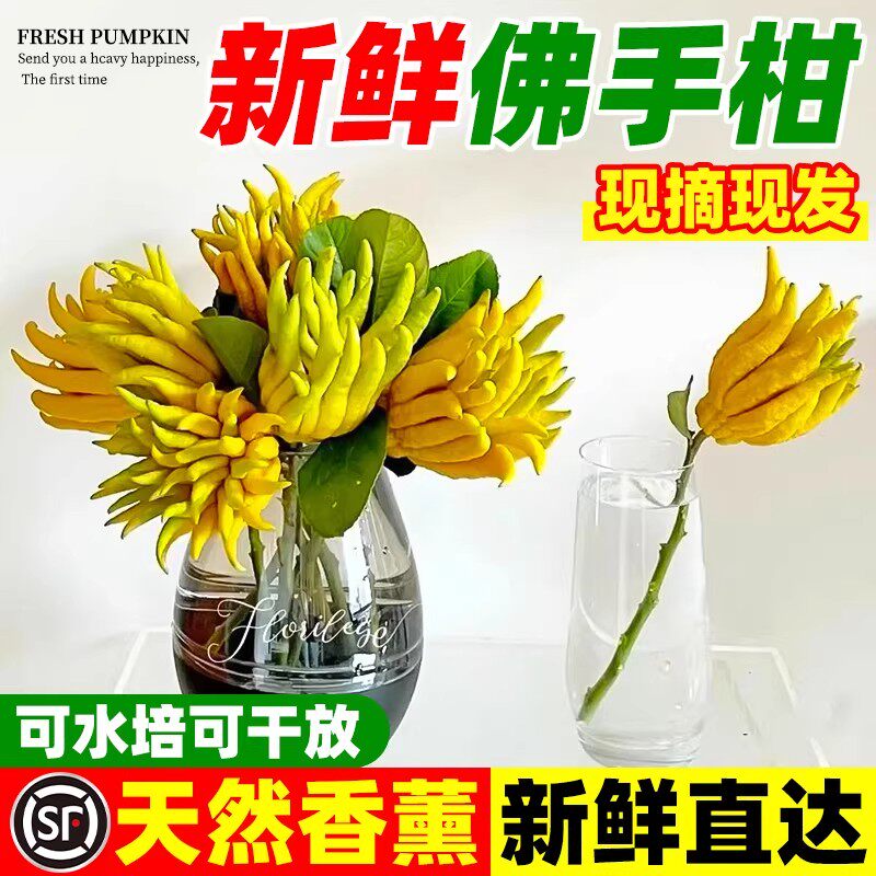 佛手柑鲜果水培植物新鲜现摘佛手瓜室内水养观赏清供闻香绿植盆栽