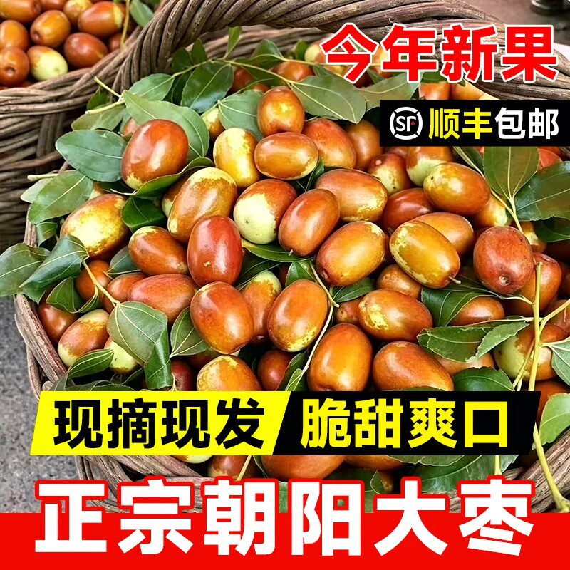 正宗朝阳大枣东北特产新鲜当季水果脆甜爽口现摘现发整箱5斤顺丰