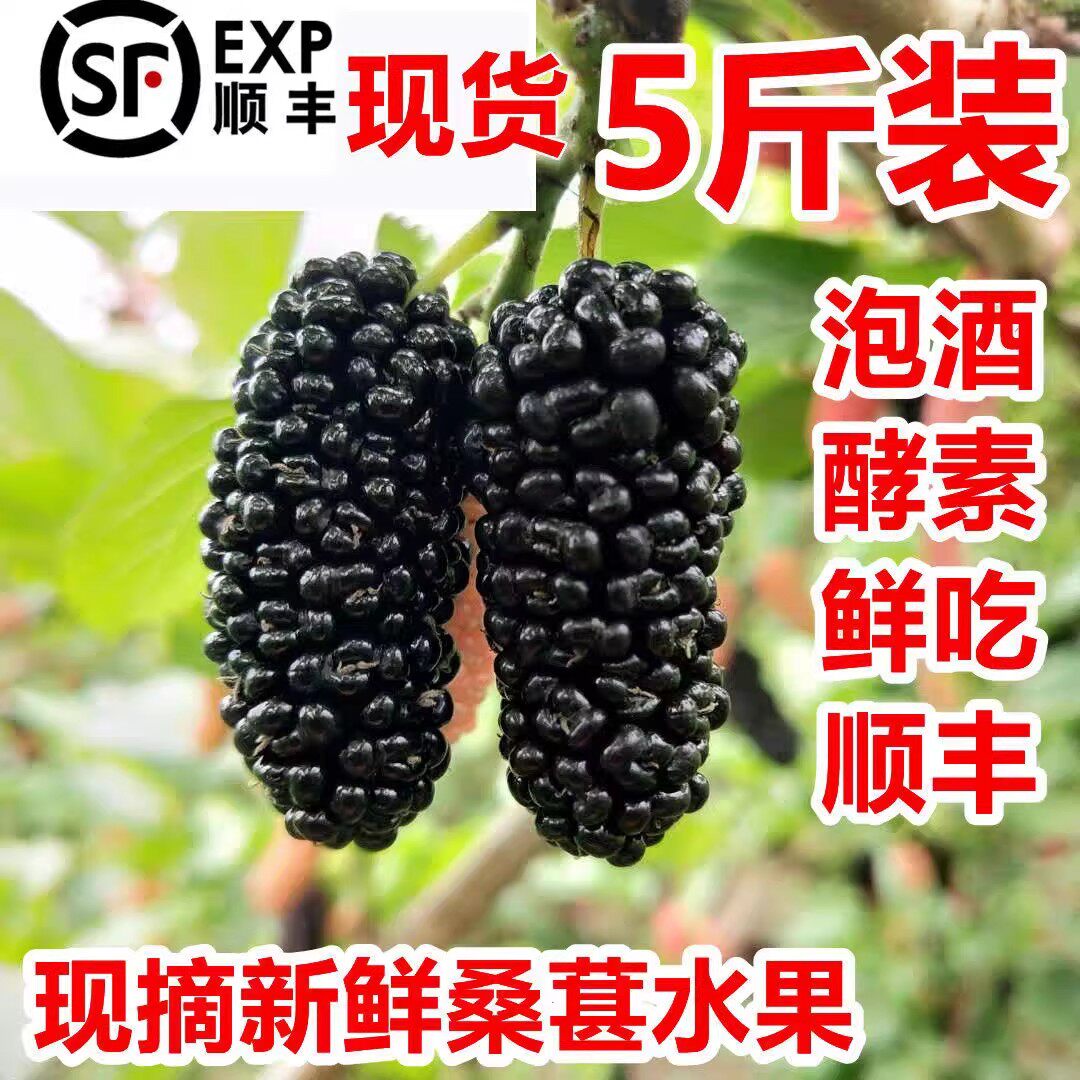 冷冻现发桑葚鲜果桑椹 5斤净果时令孕妇水果桑枣黑桑葚果泡酒