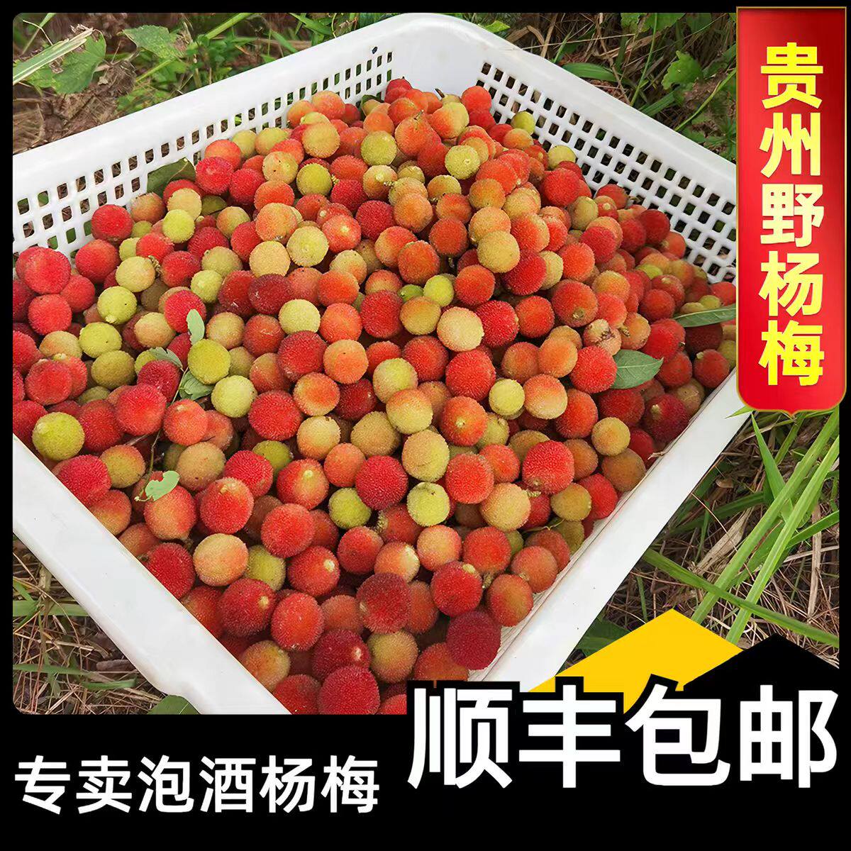 【顺丰速发】野杨梅青红杨梅泡酒专用酸甜新鲜水果当季现摘包邮