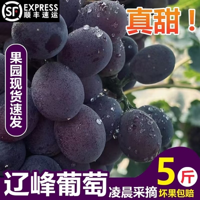 东北辽峰葡萄新鲜无籽孕妇当季水果非巨峰葡萄顺丰包邮整箱特大果