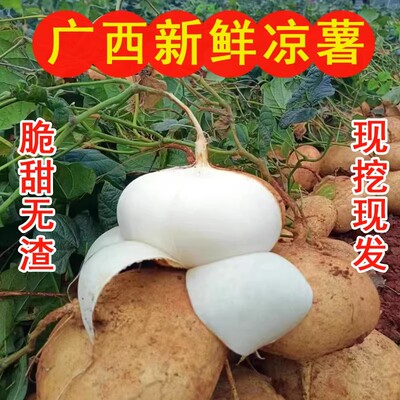 广西新鲜凉薯白地瓜现挖农家土瓜脆甜多汁沙葛地萝卜应季水果蔬菜