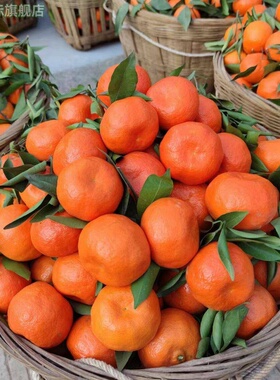 四川内江老树红橘柑橘桔子大红袍陈皮原料9斤装新鲜水果现摘现发
