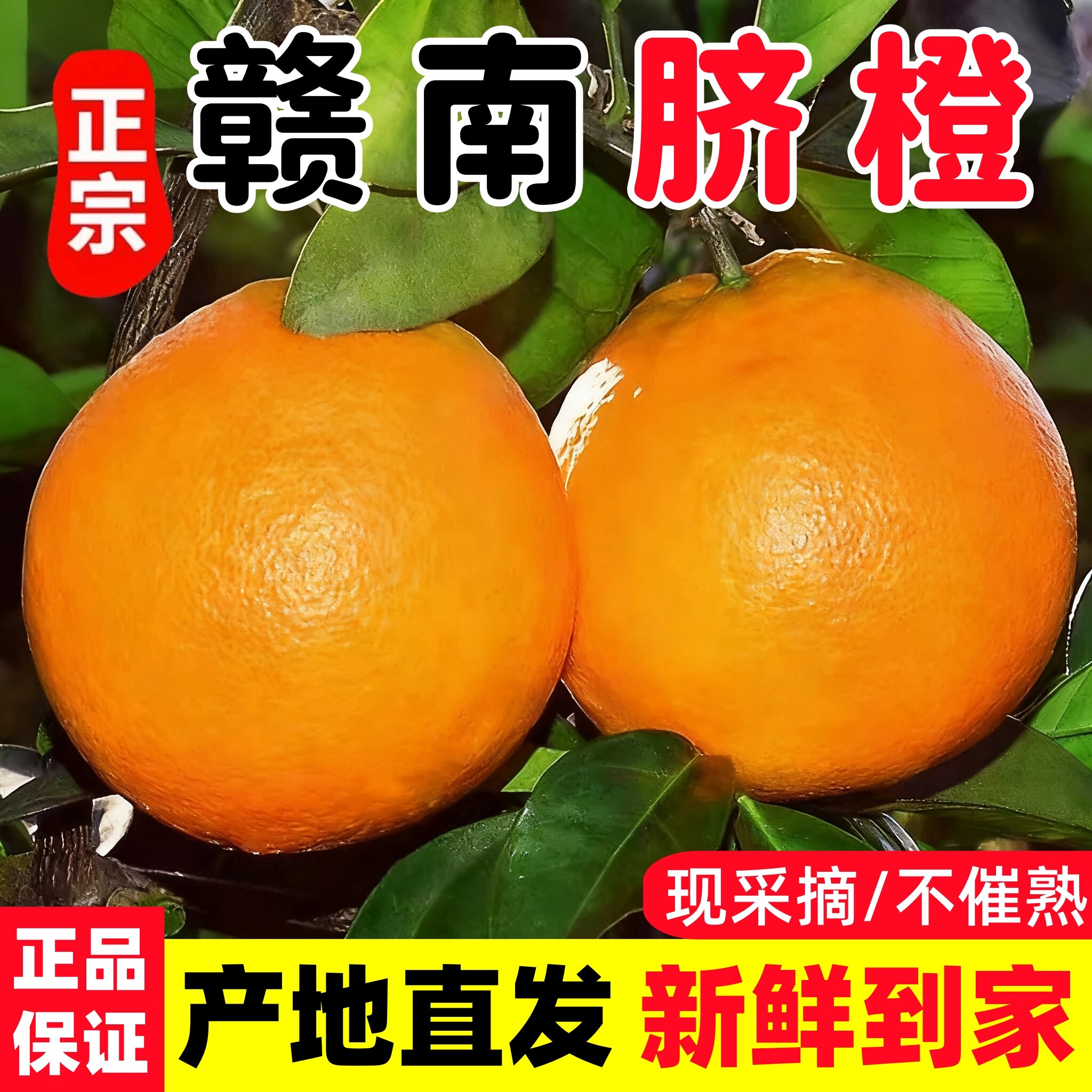 赣南脐橙当季新鲜手剥橙子赣州大橙子礼盒榨汁专用冰糖果冻橙批发图片