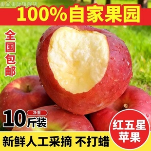 山西粉面沙甜红五星苹果新鲜水果婴儿老人吃的应季红星苹平果