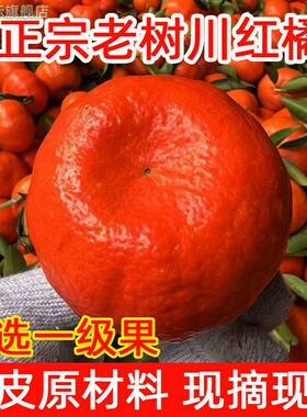正宗古红桔子四川红橘新鲜水果整箱10斤大红袍橘可做陈皮