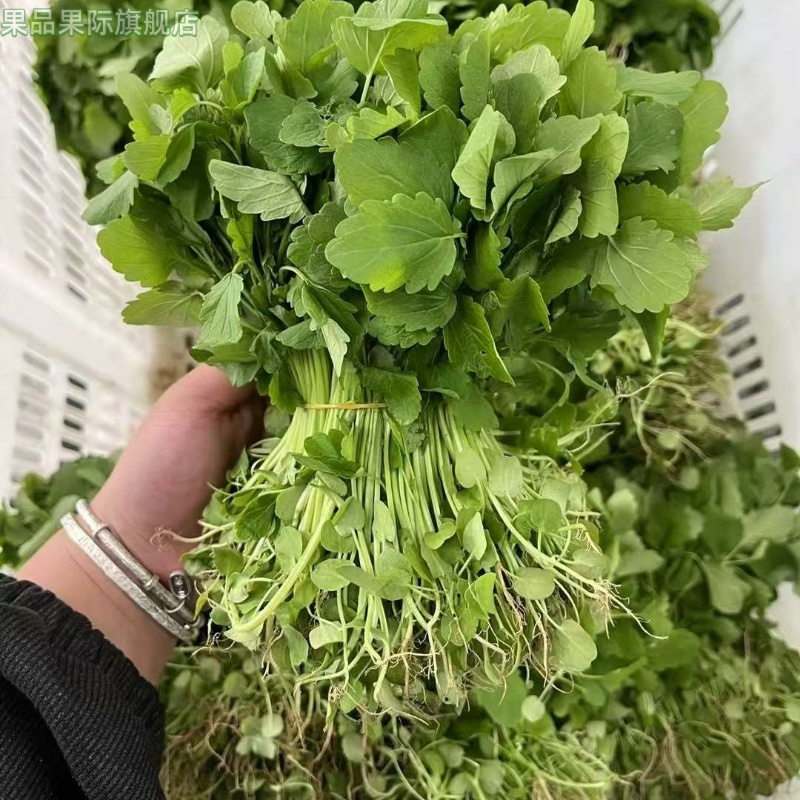 新鲜益母草2斤/5斤/10斤广东现摘现发潮汕农家菜益母草