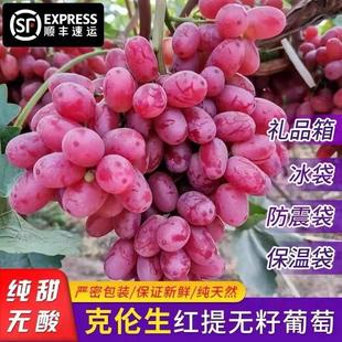 应季克伦生无籽红提整箱包邮现摘5斤脆甜鲜葡萄孕妇水果凉山礼盒