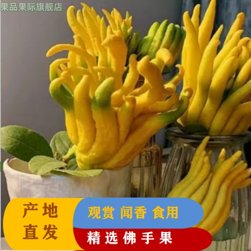 新鲜水果佛手果柑中药材饮品现摘现发包邮茶四川黄果老香黄