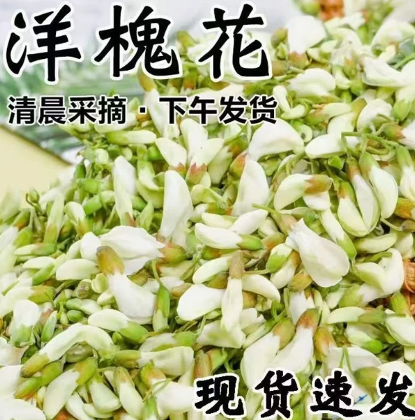 2026新鲜洋槐花现摘现发农家野生净菜刺槐树花