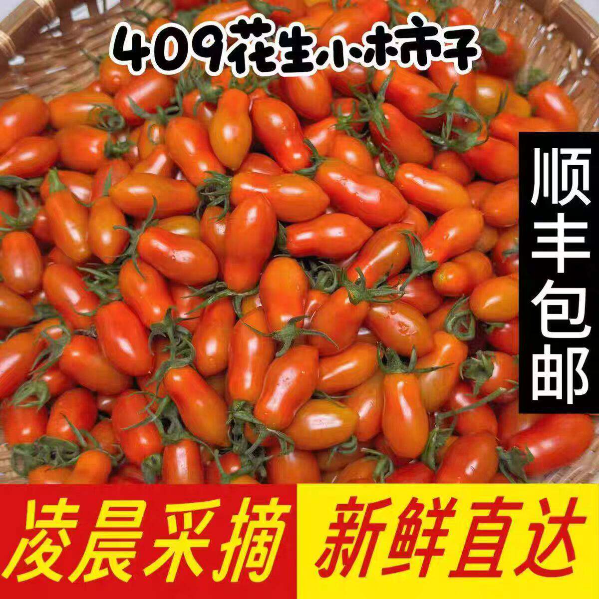 顺丰花生柿子丹东409樱桃番茄种子籽小西红柿盆栽四季圣女果