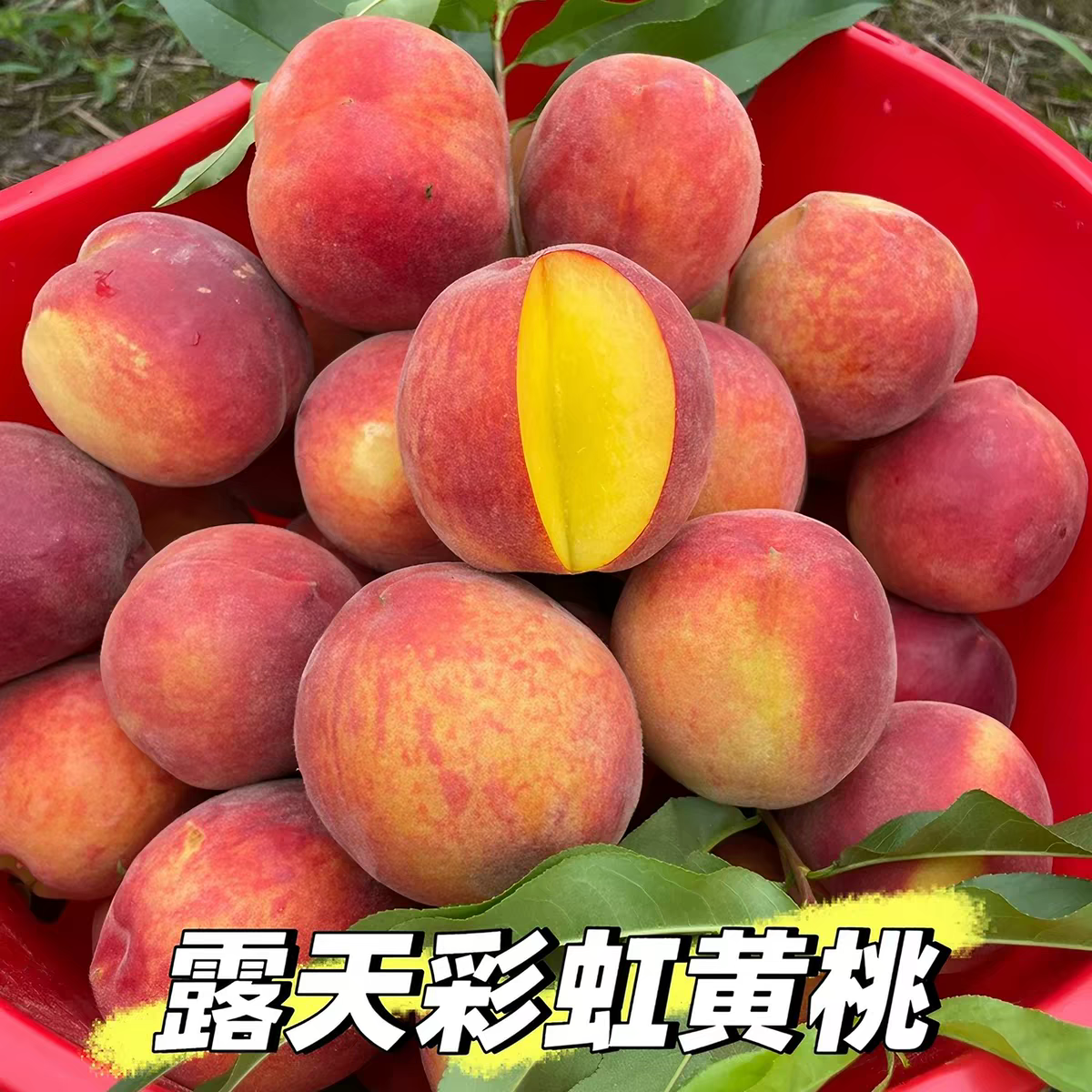 2026现摘湖北高山彩虹黄桃纯甜新鲜水果蜜桃现摘超甜红心桃子脆桃