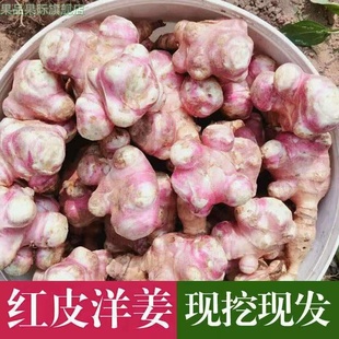 新鲜红皮洋姜鬼子姜种子腌制菊芋现挖腌菜姜不辣泡菜胰岛果