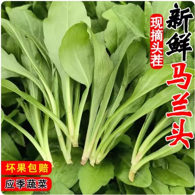 新鲜马兰头野菜顺丰包邮野生红杆当季蔬菜马兰头菜江苏时令马兰菜