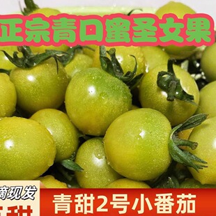 正宗山东青口蜜小番茄圣女果清甜2号青绿色水果小西红柿当季新鲜