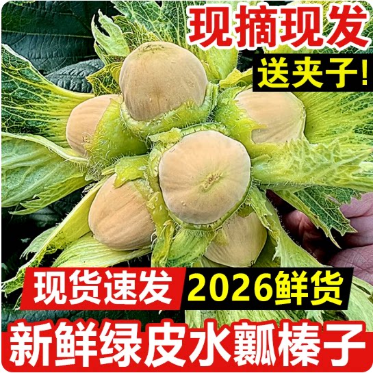 东北特产新鲜绿皮水仁生榛子青皮榛子带皮榛子铁岭开种植大榛子26图片