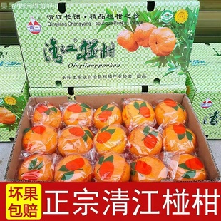 长阳清江椪柑岩松坪桔子蜜桔芦柑橘子新鲜当季碰柑水果特级宜昌