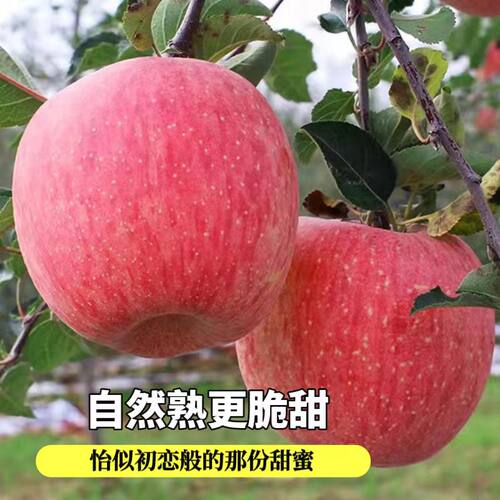 正宗陕西红富士苹果水果新鲜脆甜应当季丑萍果整箱5冰糖心包邮斤