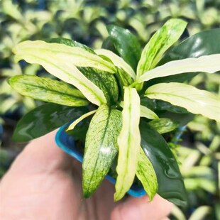 花叶瓦里斯水榕水草沉木植物真草造景阴性养鱼淡水鱼缸绿植懒人新