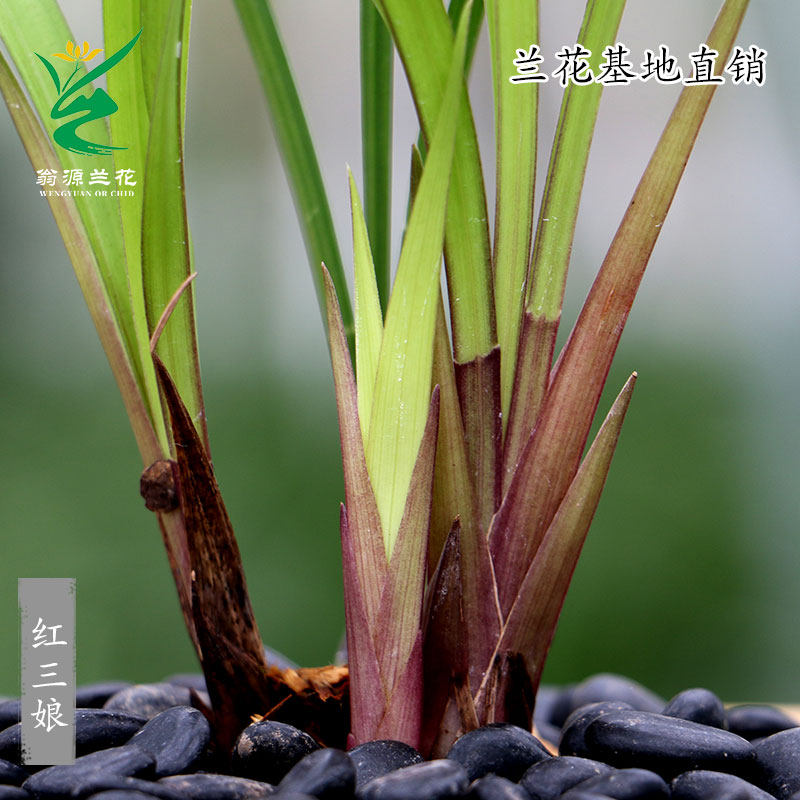 翁源兰花四季建兰铭品名贵红花红三娘先明艺浓香室内花卉绿植盆栽
