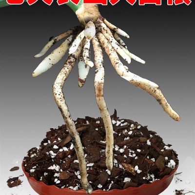 兰花土专用营养土植料兰花专用土兰花植土君子兰土专用土营养花土