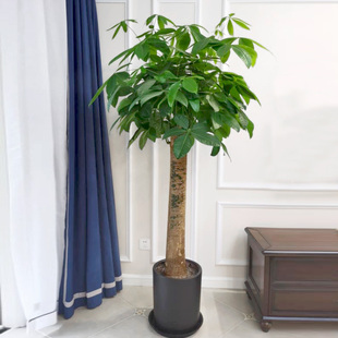 金叶子粗棒发财树单三杆大型室内常绿植物开业乔迁办公室客厅盆栽