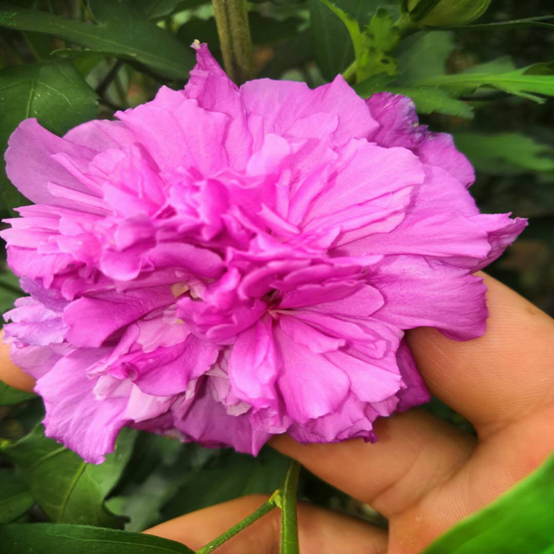 黄姐园艺重瓣紫玉木槿薄荷蓝莓冰沙花苗可食用木槿树苗夏天开花