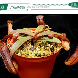 红灯猪笼草 大型食人花桌面吊篮绿植盆栽驱蚊草