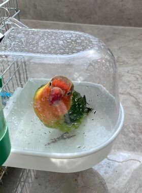 玄凤鹦鹉洗澡盆鸟洗澡器鹦鹉小鸟沐浴用品虎皮牡丹八哥洗澡盆神器