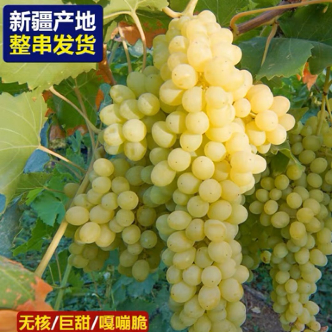 顺丰空运新疆葡萄吐鲁番无核白葡萄新鲜应季水果无籽青提