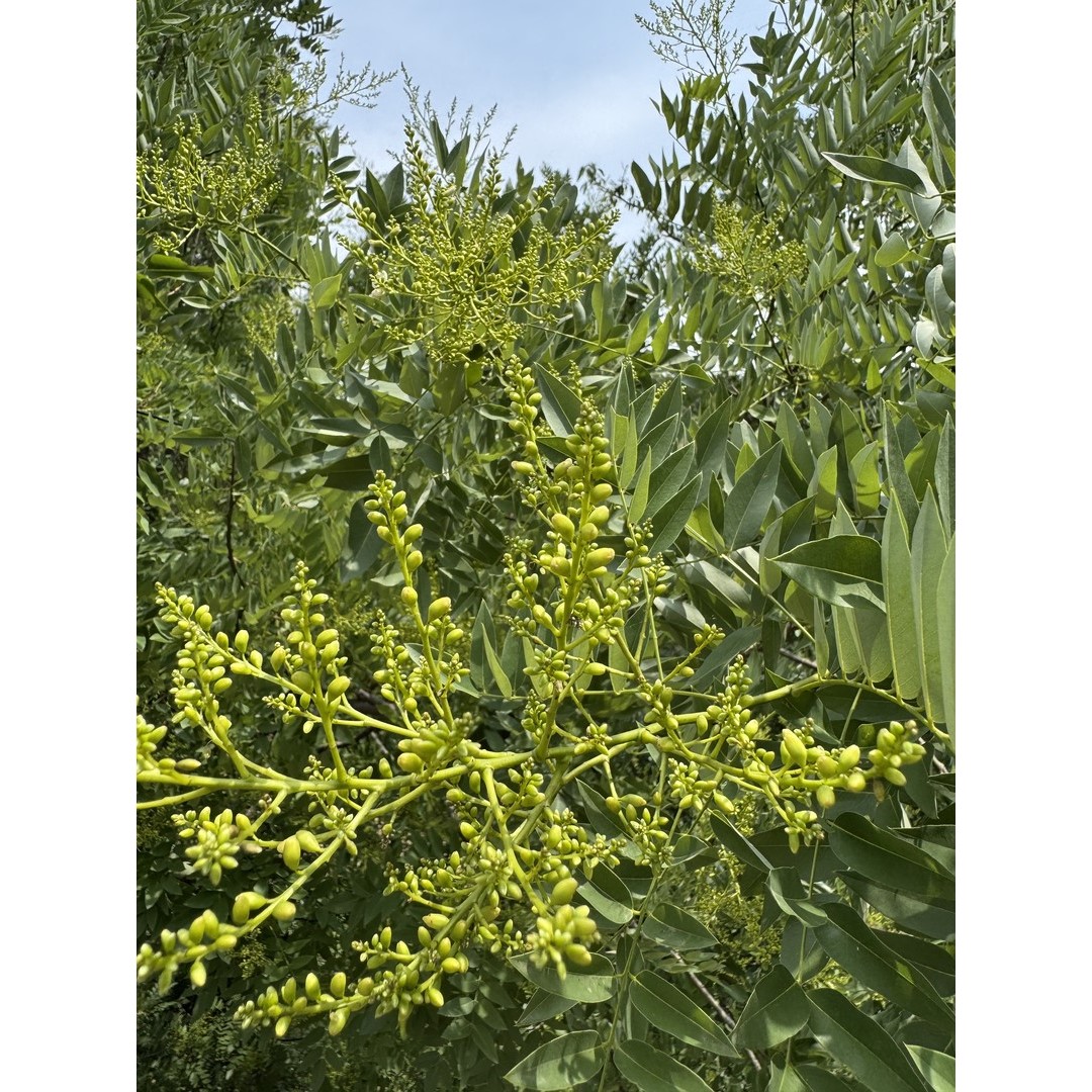 2025伏牛山头茬槐米