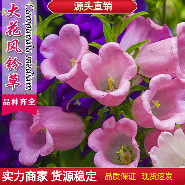 风铃草花种籽子多年生宿根风铃花四季易种室外庭院阳台盆栽秋播花