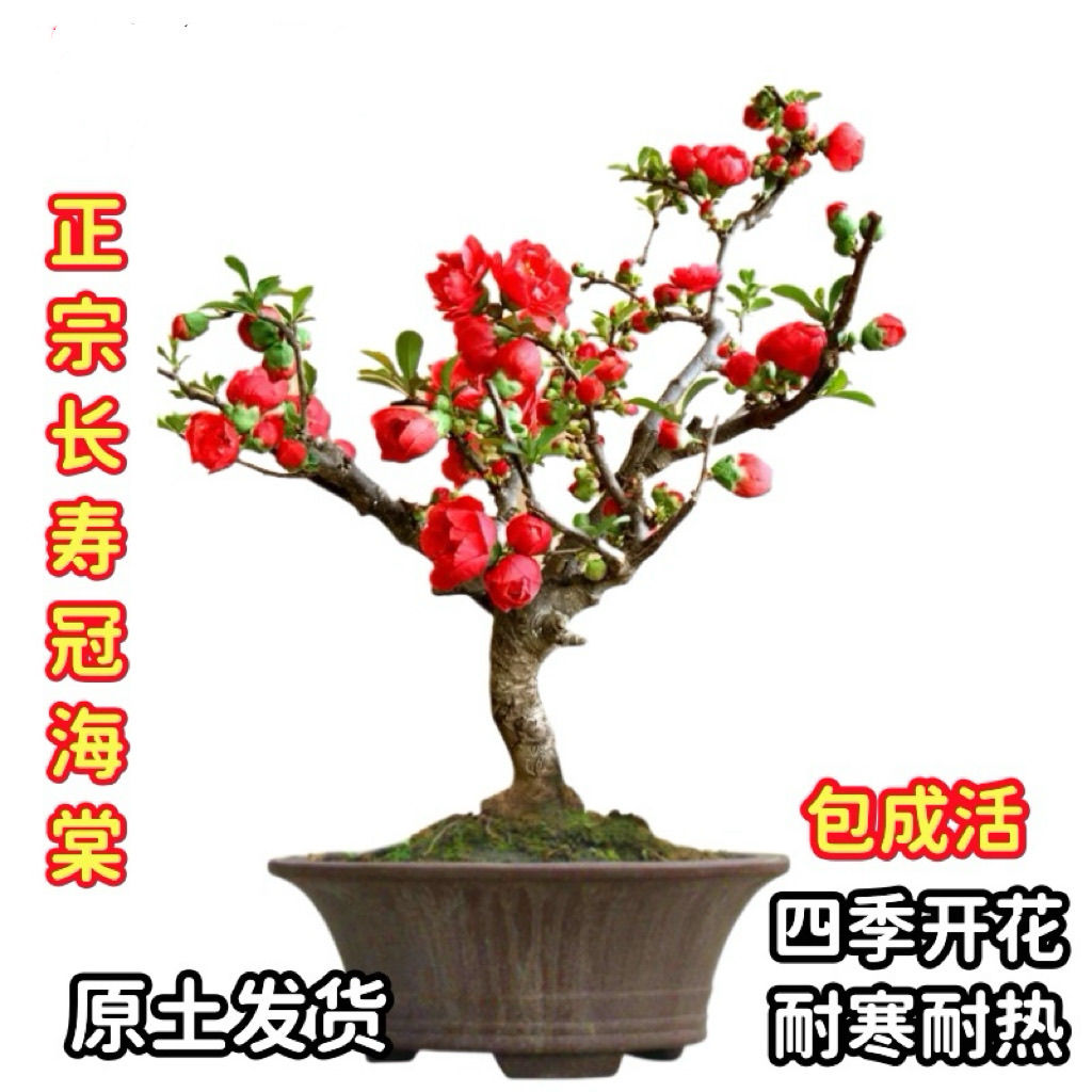 老桩名贵花木绿宝石盆景老桩高档庭院绿植物室内花卉四季海棠花苞