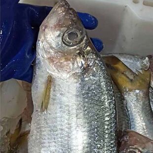 国产东海新鲜速冻白力鱼生白勒鱼白鳞鱼新鲜速冻发顺丰