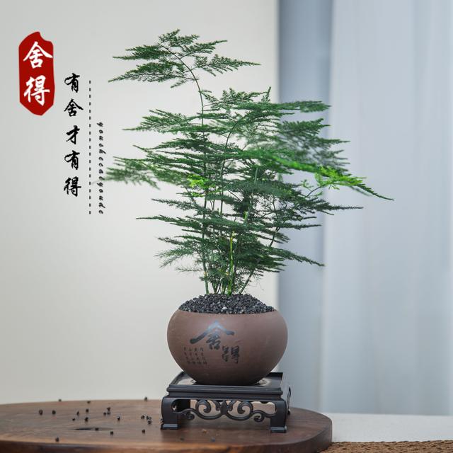 创享绿洲文竹盆栽植物办公室内优质园艺四季摆件优质老桩中式新奇