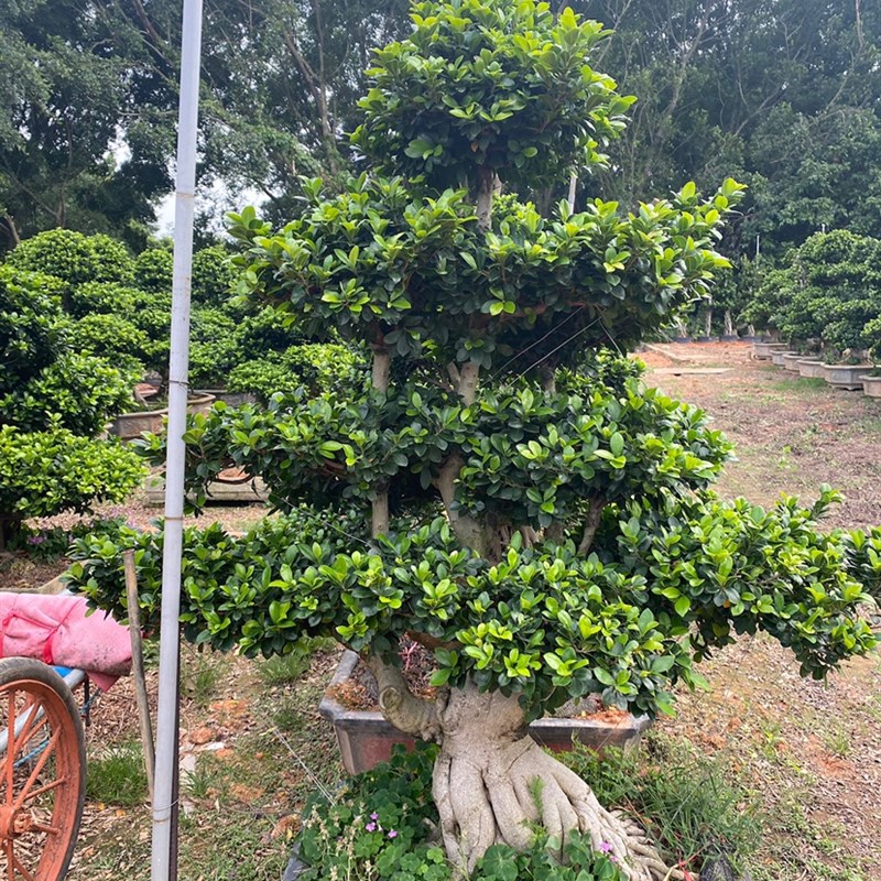 小叶榕造型盆景别墅树苗罗汉松迎客松红花继木盆景罗汉松桩映山红