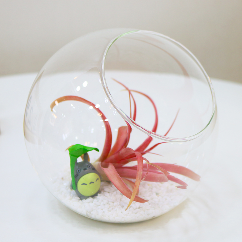 空气凤梨植物室内绿植好养无土种植懒人盆栽桌面创意摆件奇趣盆景