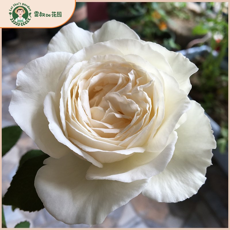 雷叔的花园伊芙婚礼之路切花月季纯洁玫瑰花苗盆栽阳台庭院观花