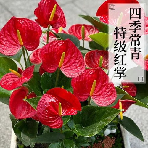 红掌盆栽带花室内绿植桌面水培植物鸿运当头年宵花特大盆白掌好养