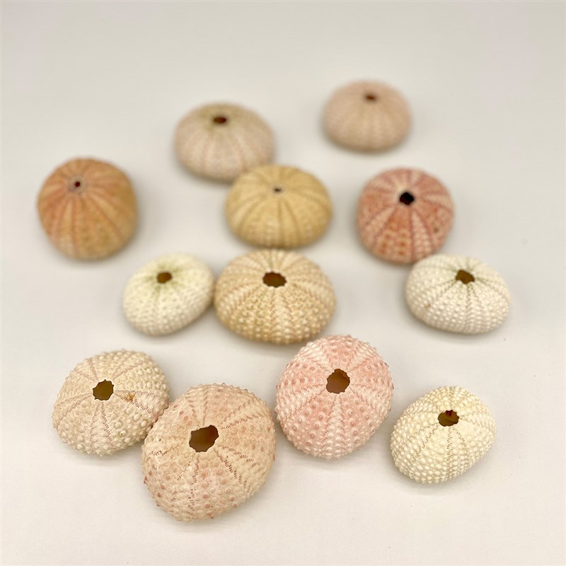 天然海胆造景 寄居蟹补钙可爱造景粉色绿色可食用爬宠造景