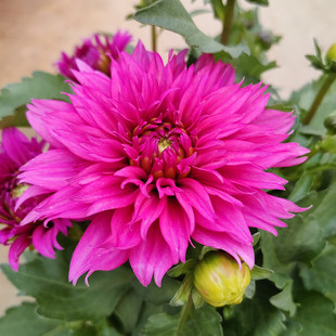 斗南绿植大丽花小丽花庭院盆栽带花发货多色可选云南昆明斗南发货