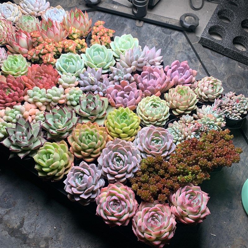 多肉植物新手组合盆栽 整箱54盆发货 摆摊多肉员工多肉伴手礼礼品,鲜花速递/花卉仿真/绿植园艺,多肉植物,淘宝优惠券,粉丝福利购,淘宝优惠卷