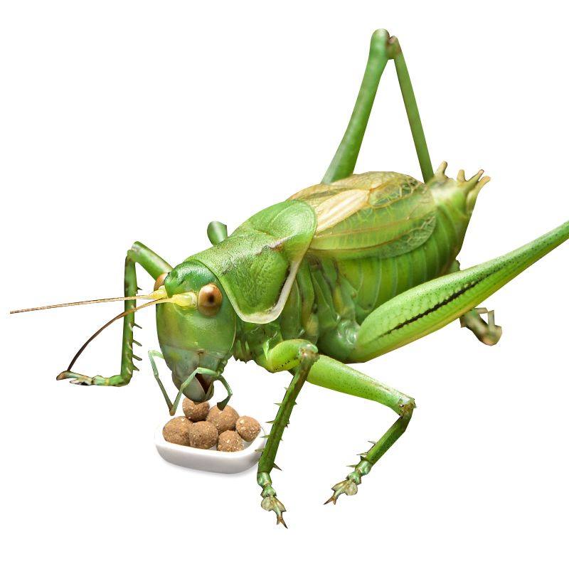 蝈蝈食饲料蝈蝈粮食油葫芦食物蝈蝈粮蝈蝈活竹蛉鸣虫笼子超大竹制