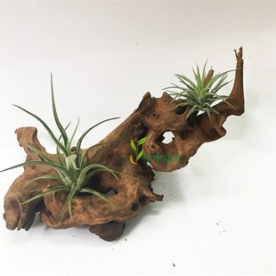 空气凤梨沉木托架底座 创意空凤支架鱼缸造景天然造景木 造型随机