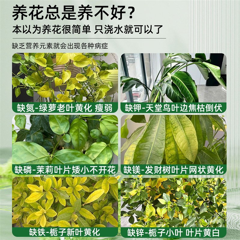水培植物黄叶烂根药家用富贵龟背竹不生根风信子栀子花通用营养液