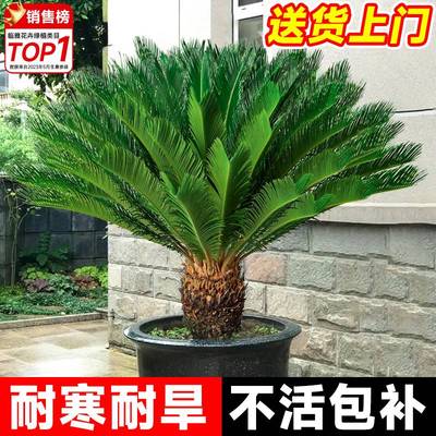 铁树盆栽大型龙铁树绿植盆景客厅室内旺宅树苗树木大盆植物除甲醛
