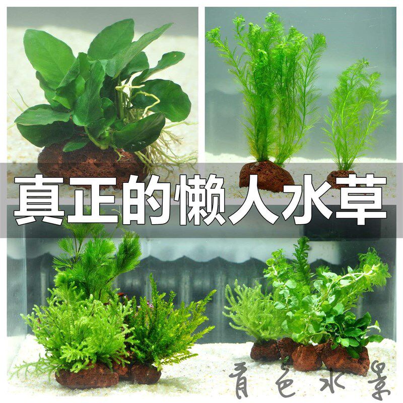 净化花草鱼缸里的水草植物草热带鱼养生态缸冷水造景装饰套餐增氧