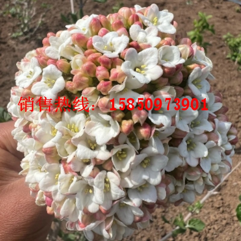 新品种大叶布克木绣球浓香味木本绣球粉色红蕾雪球荚蒾树苗盆栽苗