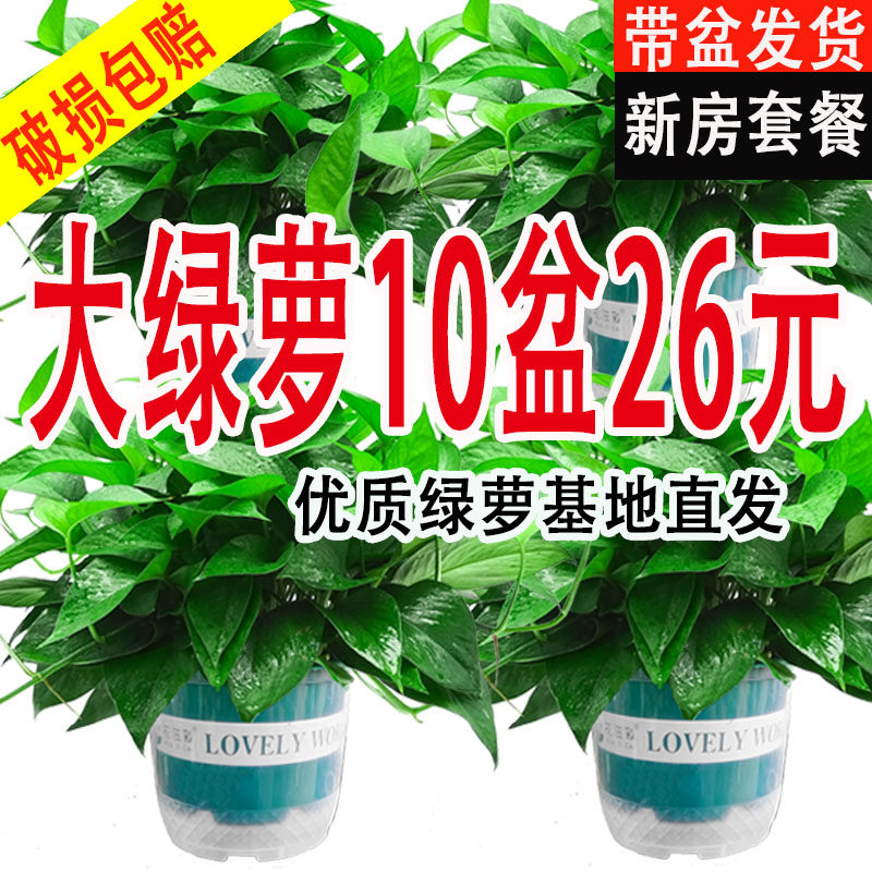绿萝盆栽室内水培植物办公室净化空气四季客厅绿植好养活长藤绿箩